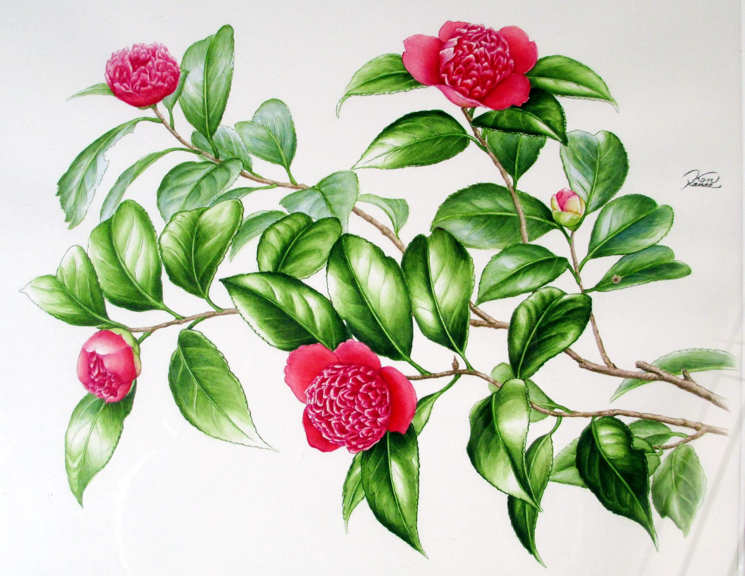 なつ様専用ページ】 現代アート ボタニカルアート 花の絵 フラン